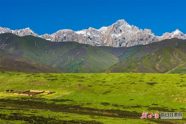 【大美甘肅】草原雪山邀白雲 山花牧群醉輕風 夏日武威天祝的美需要用心體會_fororder_5