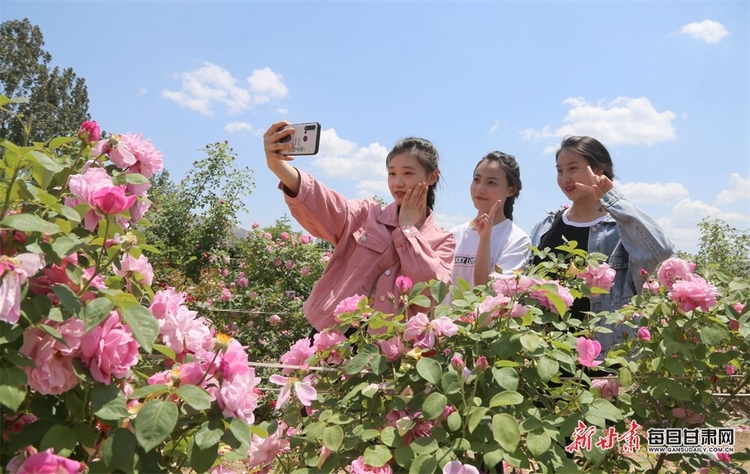 【文旅】葉裏深藏雲外碧 枝頭長借日邊紅 1.5萬畝歐洲月季綻放董志垣_fororder_5