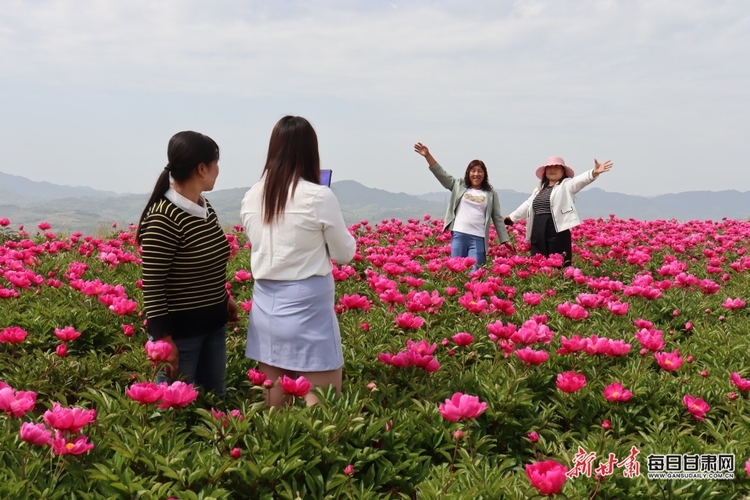 西和：芍藥花開引客來 芬芳美景變“錢”景_fororder_2