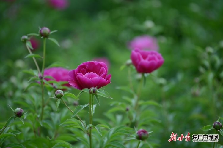 【焦點圖】酒泉金塔縣：芍藥開花分外艷 農旅融合促增收_fororder_2