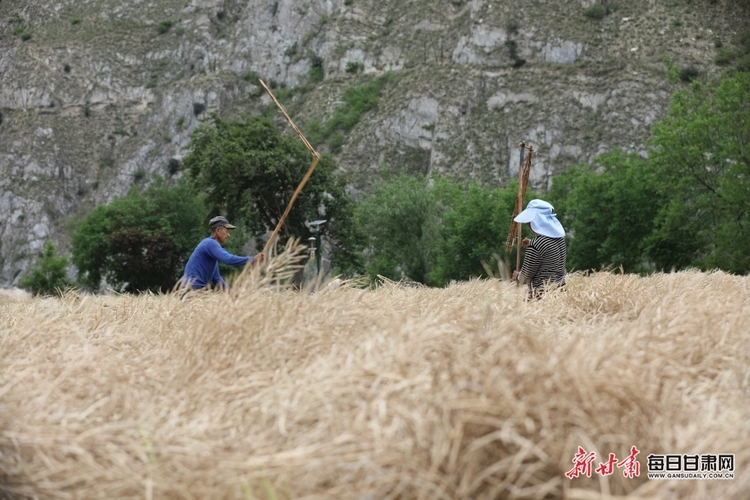 【縣域】隴南文縣：油菜豐收連枷飛_fororder_4