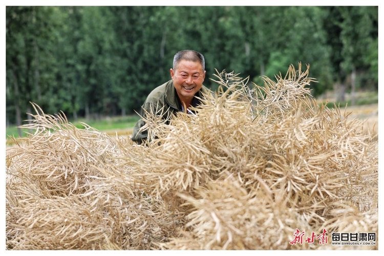 【縣域】隴南文縣：油菜豐收連枷飛_fororder_2