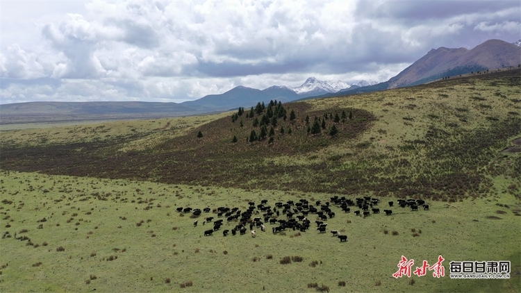 【文旅 大美甘肅】張掖：山丹馬場迎來最美旅遊季_fororder_2