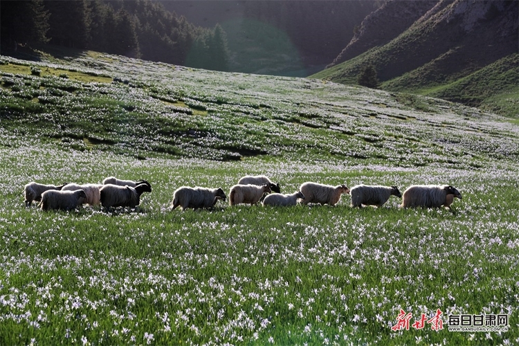 【焦點圖】錯過 又得等一年 天祝冰溝河的馬蘭花開啦_fororder_5