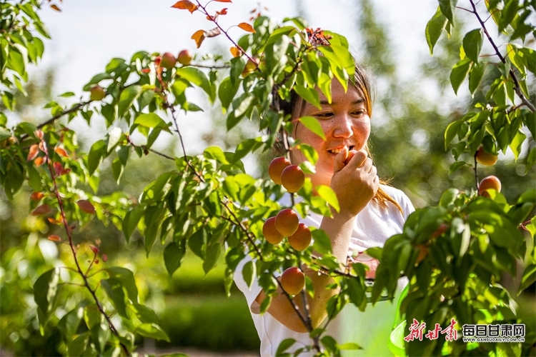 【縣域】慶陽：邀您來採摘！合水縣西華池鎮的杏兒黃了_fororder_3