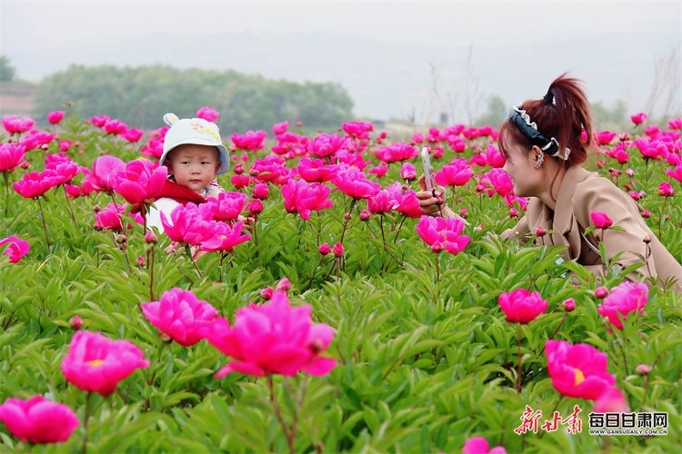 【文旅】隴南：芍藥花開出西和何壩鎮增收新路徑_fororder_3