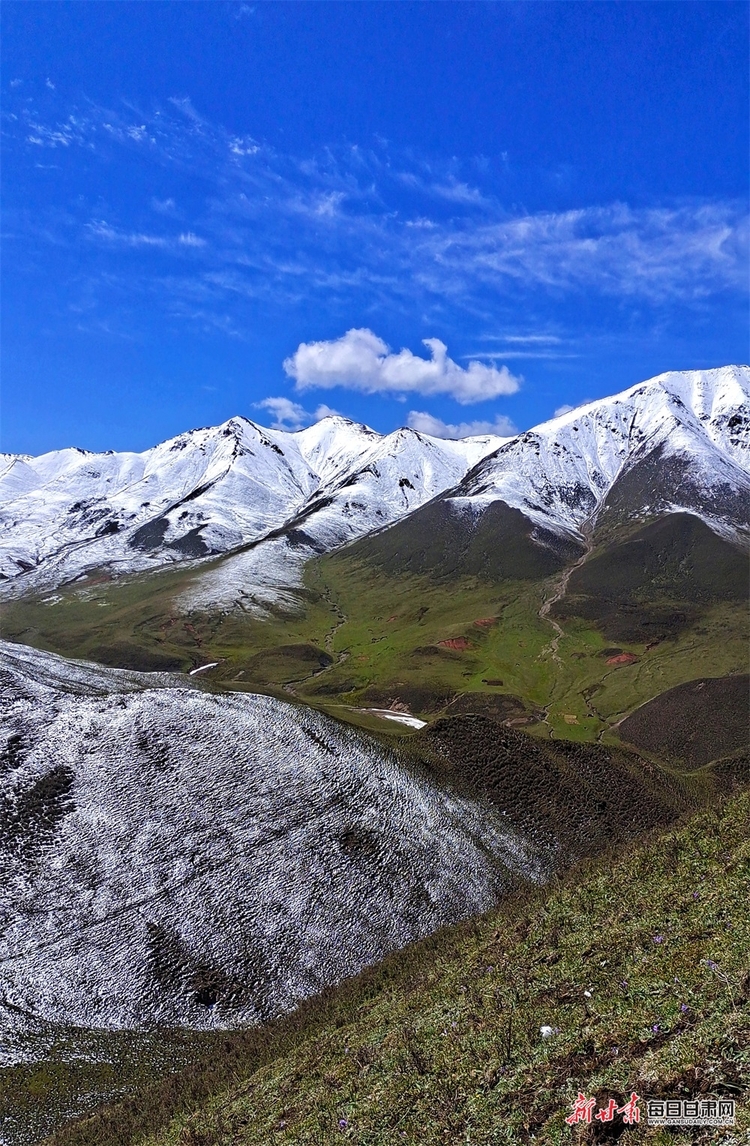 【輪播圖】躺在草原看雪山 聽著牧歌賞杜鵑 天祝的夏日美得讓人窒息_fororder_3