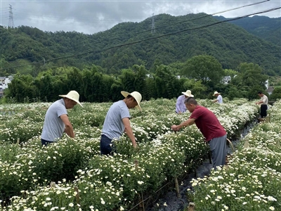 黃山市休寧縣：七月菊迎來采收季_fororder_hsrb0623002_003_01_b