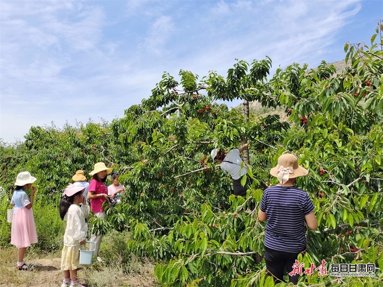 又紅又甜快來採摘 臨夏永靖縣曹家灣的櫻桃熟了_fororder_4