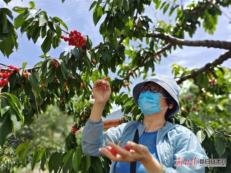 又紅又甜快來採摘 臨夏永靖縣曹家灣的櫻桃熟了_fororder_2