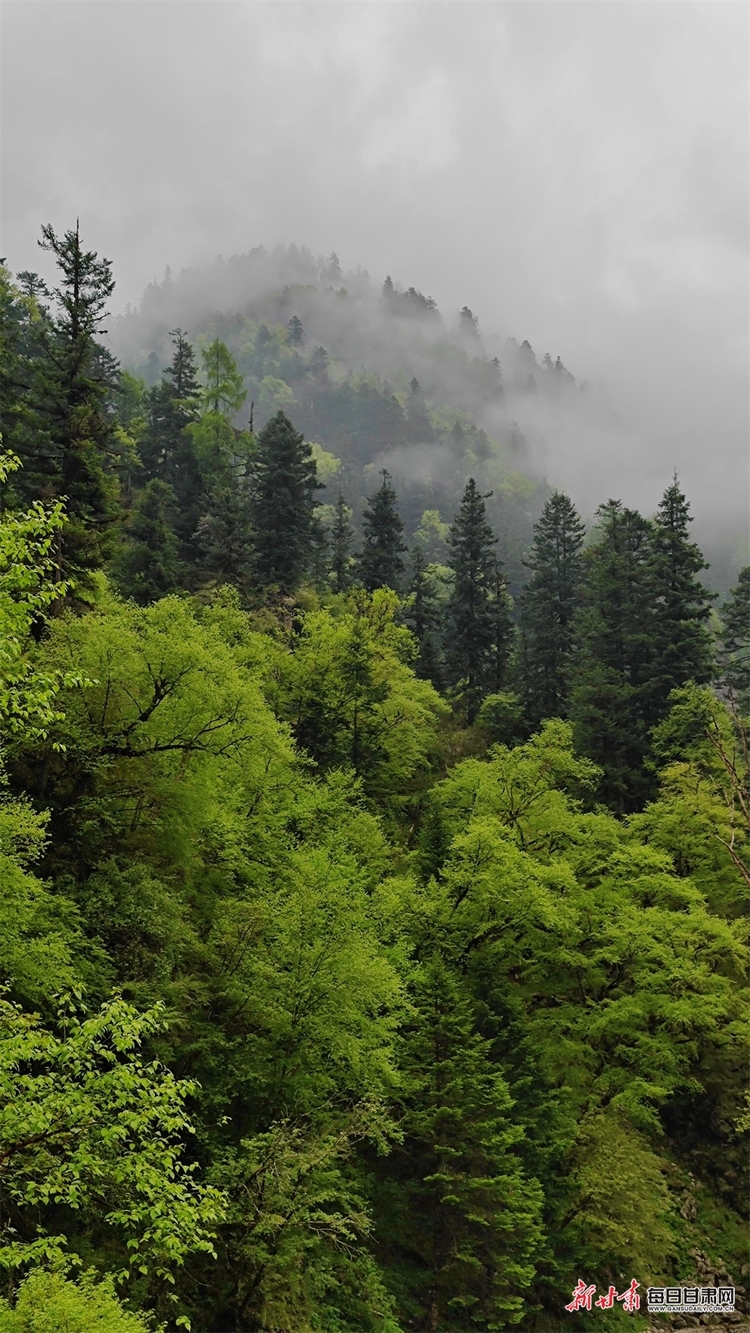 【焦點圖】隴南煙雨雷古山 十里杜鵑艷_fororder_13