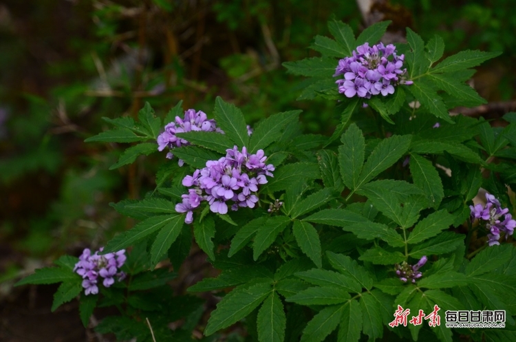 【焦點圖】隴南煙雨雷古山 十里杜鵑艷_fororder_2