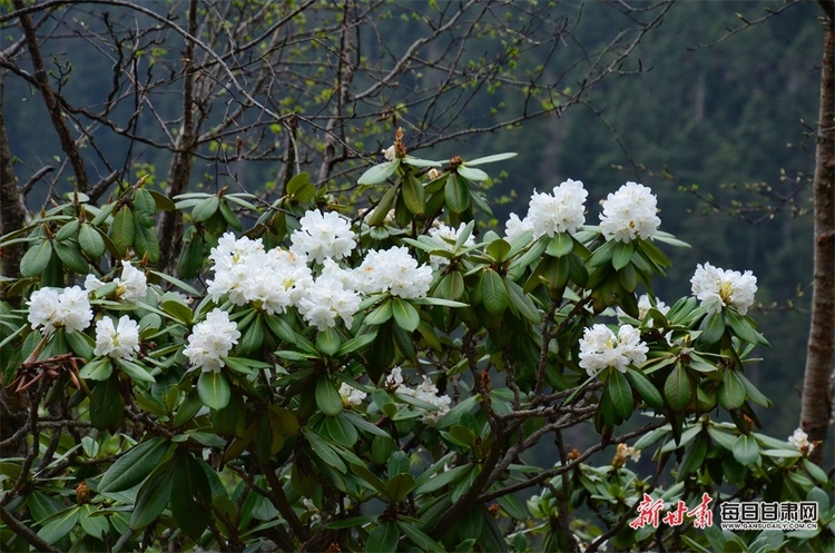 【焦點圖】隴南煙雨雷古山 十里杜鵑艷_fororder_8