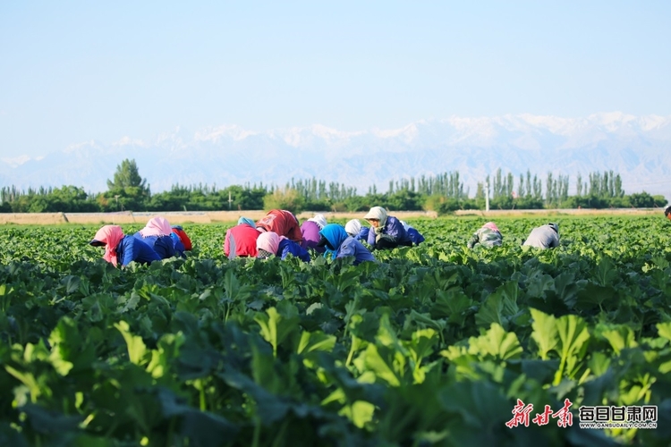 嘉峪關新城鎮田間地頭農耕忙_fororder_2