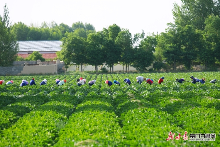 嘉峪關新城鎮田間地頭農耕忙_fororder_3