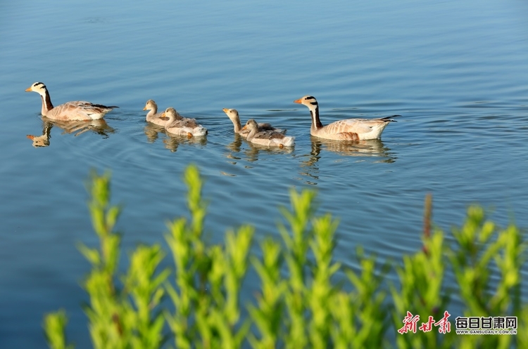 【焦點圖】來 張掖國家濕地公園的斑頭雁給個特寫_fororder_4