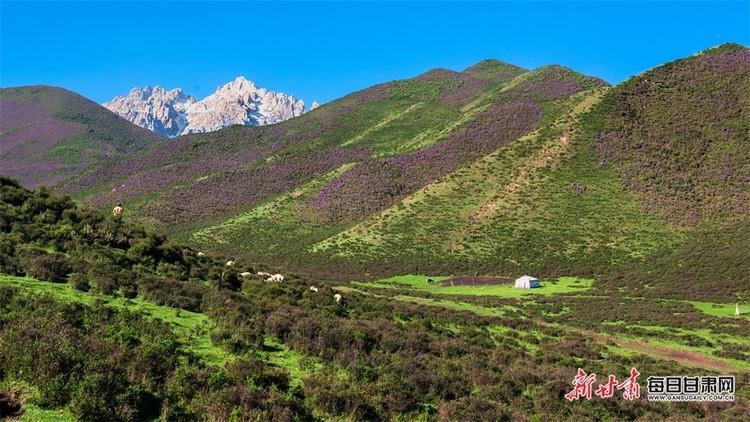 【大美甘肅】草原雪山邀白雲 山花牧群醉輕風 夏日武威天祝的美需要用心體會_fororder_7