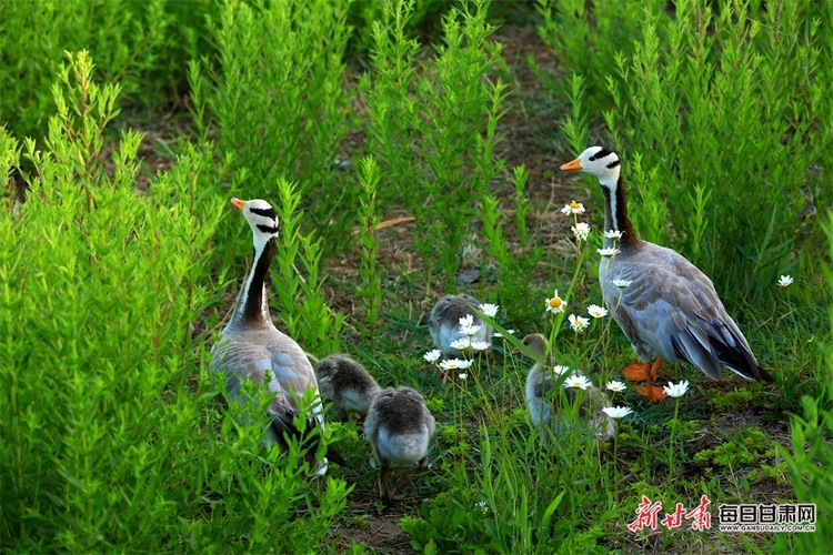 【焦點圖】來 張掖國家濕地公園的斑頭雁給個特寫_fororder_3