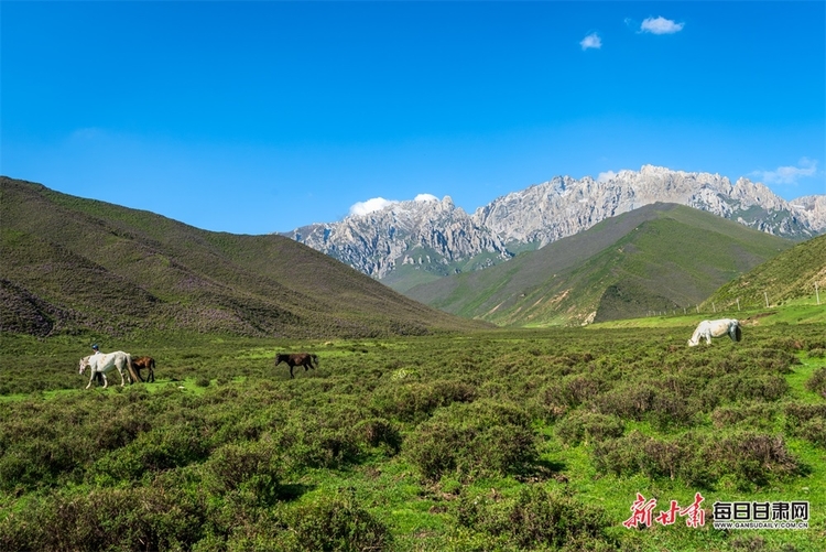 【大美甘肅】草原雪山邀白雲 山花牧群醉輕風 夏日武威天祝的美需要用心體會_fororder_9