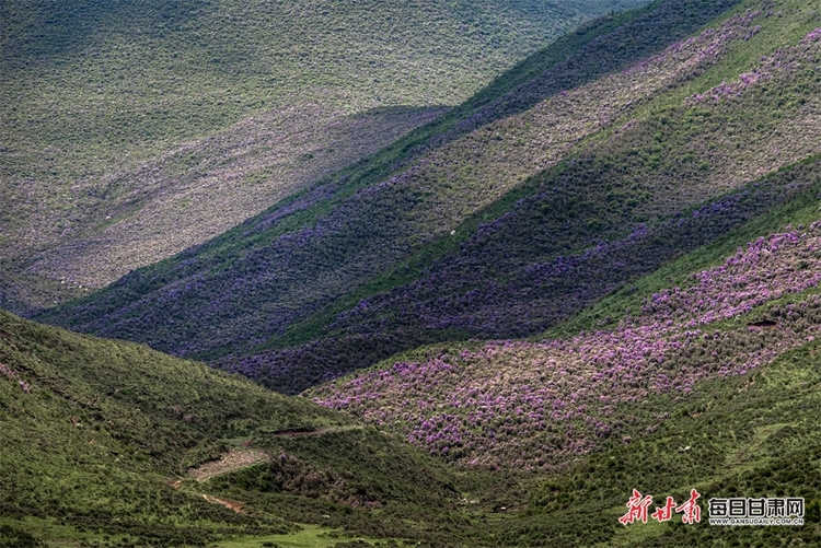 【大美甘肅】草原雪山邀白雲 山花牧群醉輕風 夏日武威天祝的美需要用心體會_fororder_2