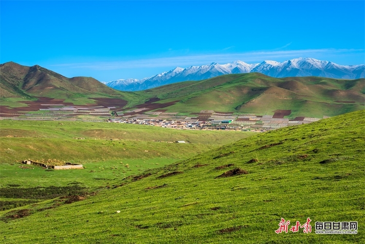 【大美甘肅】草原雪山邀白雲 山花牧群醉輕風 夏日武威天祝的美需要用心體會_fororder_3