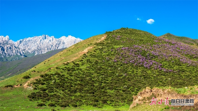 【大美甘肅】草原雪山邀白雲 山花牧群醉輕風 夏日武威天祝的美需要用心體會_fororder_8