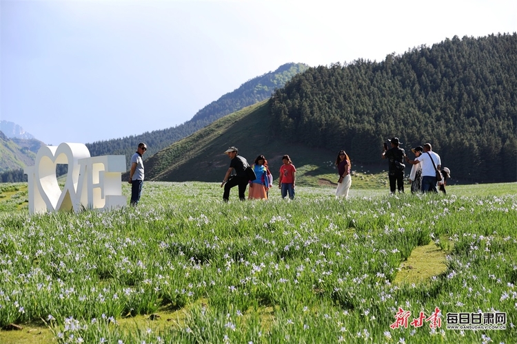 【焦點圖】錯過 又得等一年 天祝冰溝河的馬蘭花開啦_fororder_4