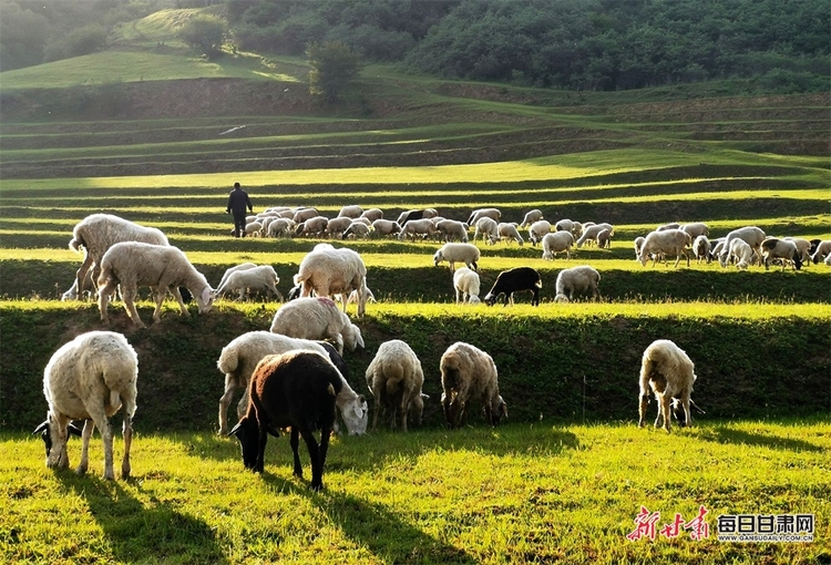 【大美甘肅】都是封面 天水清水非子牧場有你不曾見過的風景_fororder_8