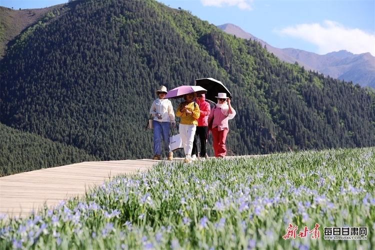 【焦點圖】錯過 又得等一年 天祝冰溝河的馬蘭花開啦_fororder_6