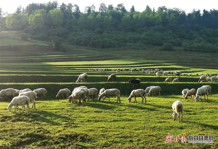 【大美甘肅】都是封面 天水清水非子牧場有你不曾見過的風景_fororder_10