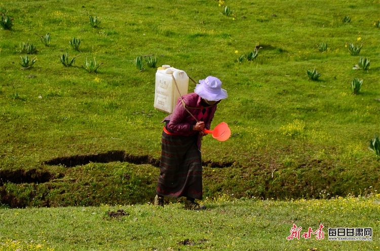 【大美甘肅】想一想都很美 夏日宕昌灘子草原等你來_fororder_1