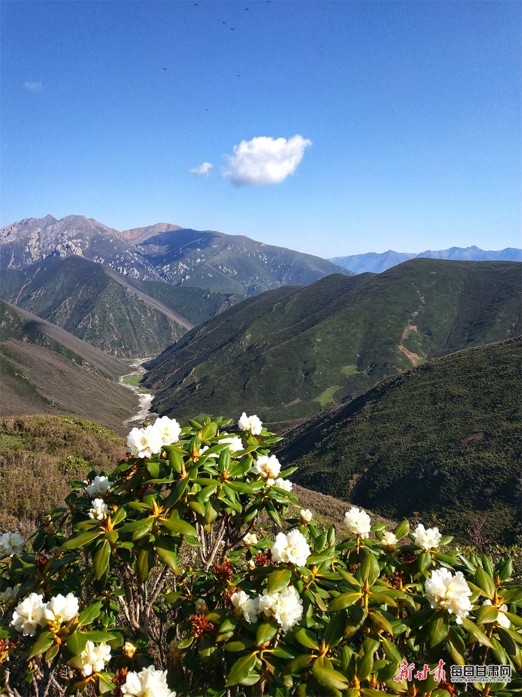 【輪播圖】躺在草原看雪山 聽著牧歌賞杜鵑 天祝的夏日美得讓人窒息_fororder_2