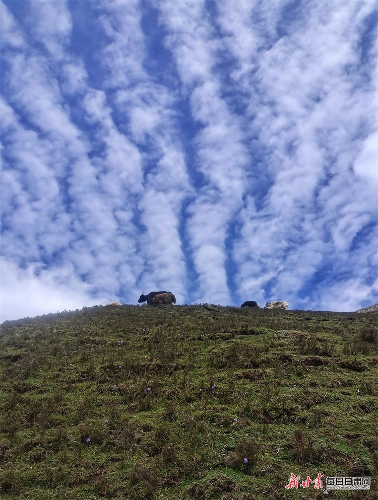 【輪播圖】躺在草原看雪山 聽著牧歌賞杜鵑 天祝的夏日美得讓人窒息_fororder_6