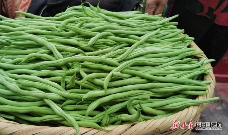 隴南成縣店村鎮無筋豆鼓起菜農錢袋子_fororder_3