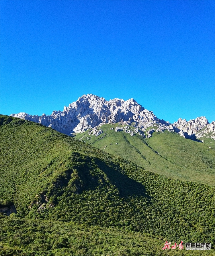 【輪播圖】躺在草原看雪山 聽著牧歌賞杜鵑 天祝的夏日美得讓人窒息_fororder_1