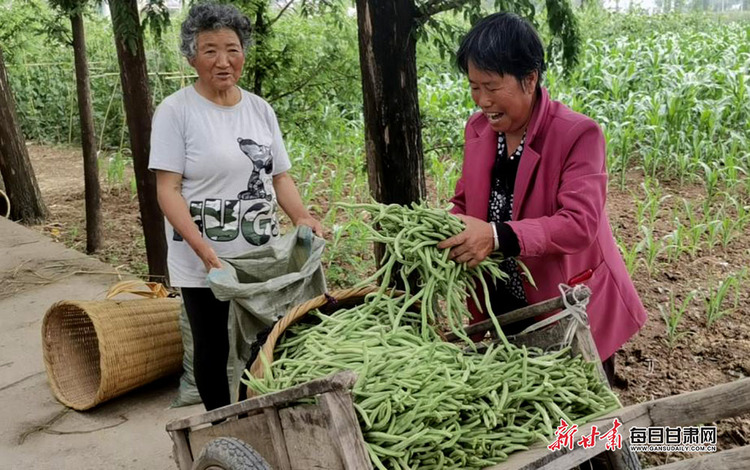 隴南成縣店村鎮無筋豆鼓起菜農錢袋子_fororder_2