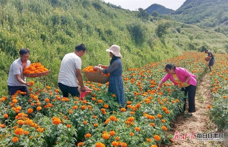 隴南成縣雞峰鎮：萬壽菊豐收 花農笑開“花”_fororder_2