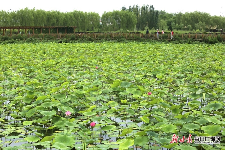 【大美甘肅】期待“荷”你相遇 張掖國家濕地公園荷花含苞待放_fororder_4