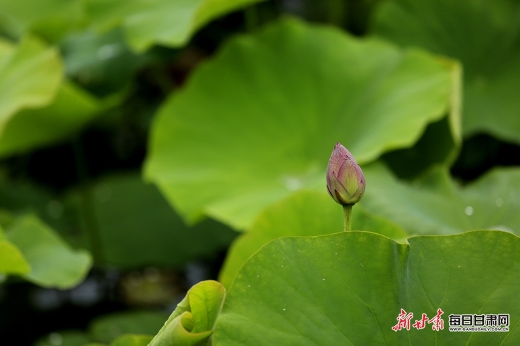 【大美甘肅】期待“荷”你相遇 張掖國家濕地公園荷花含苞待放_fororder_2