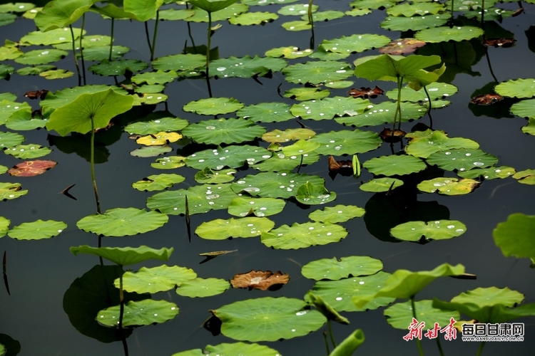 【大美甘肅】期待“荷”你相遇 張掖國家濕地公園荷花含苞待放_fororder_5