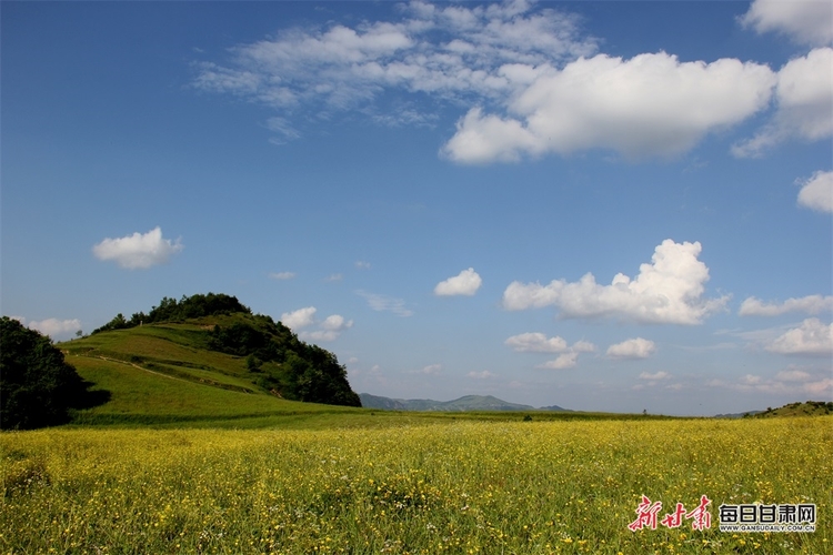 【隴南】禮縣龍林鎮水坪草原的夏日之美_fororder_3