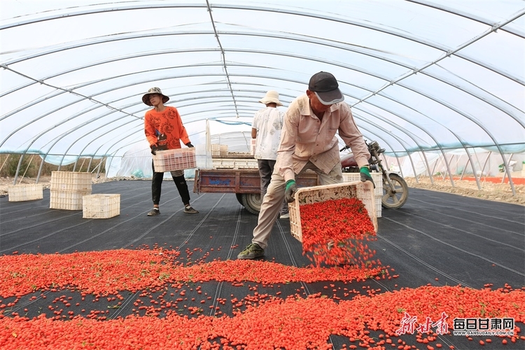 “金”果染紅戈壁 嘉峪關新城鎮的萬畝枸杞開採啦_fororder_4