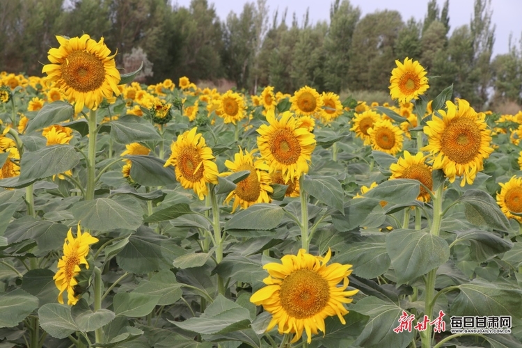 【焦點圖】敦煌黃渠鎮：千畝向日葵開出“致富花”