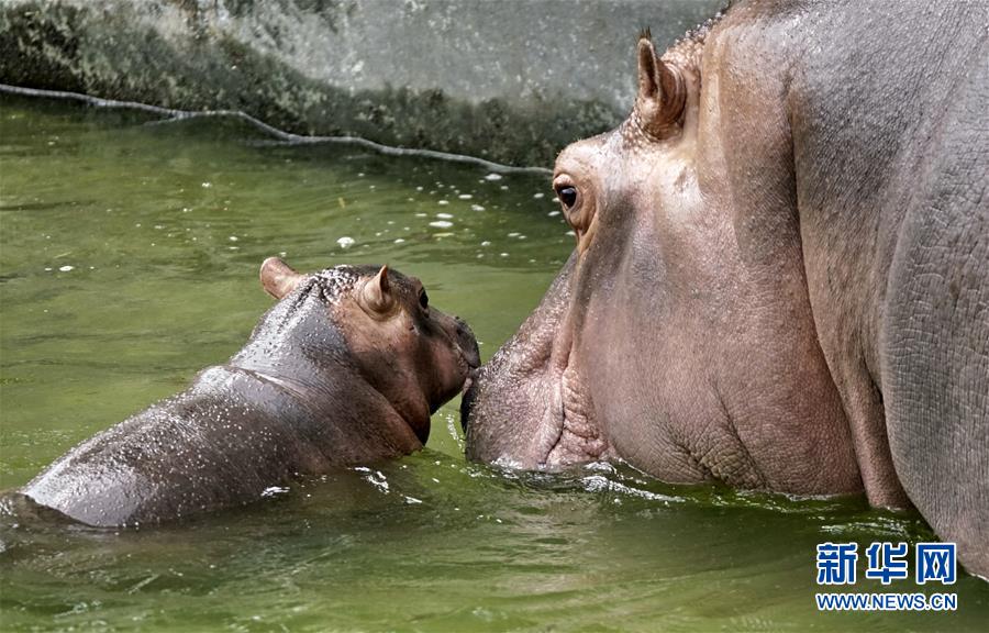 萌寵動物過“暑伏”