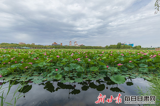 又到賞荷季 張掖甘州區潤泉湖“荷”你有約_fororder_1