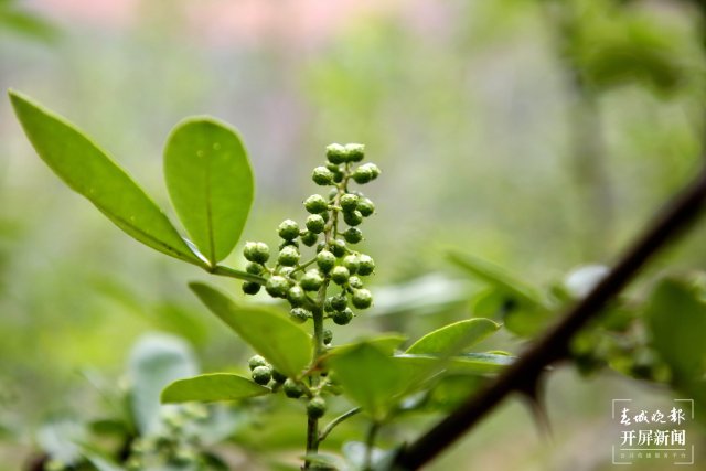 曲靖會澤：特色水果時鮮蔬菜俏銷市場