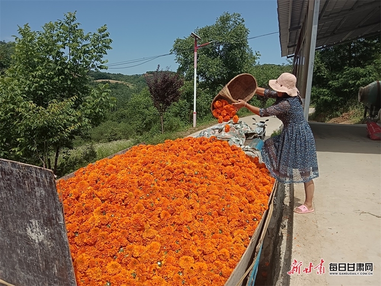 隴南成縣雞峰鎮：萬壽菊豐收 花農笑開“花”_fororder_3