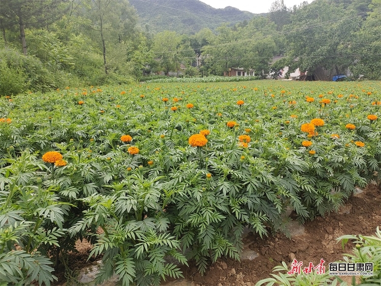 隴南成縣雞峰鎮：萬壽菊豐收 花農笑開“花”_fororder_4