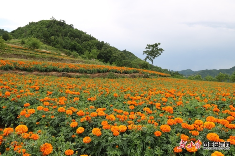 隴南成縣雞峰鎮：萬壽菊豐收 花農笑開“花”_fororder_1