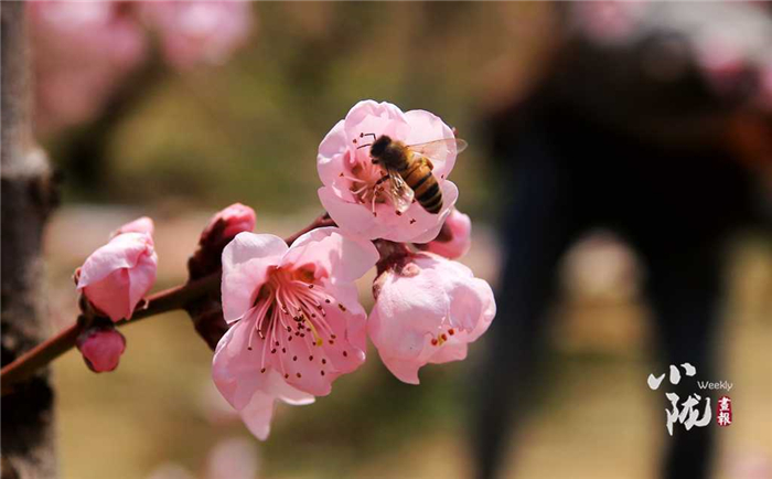 甜蜜桃”敲開“致富門” 天水秦安做強蜜桃産業助力鄉村振興_fororder_6